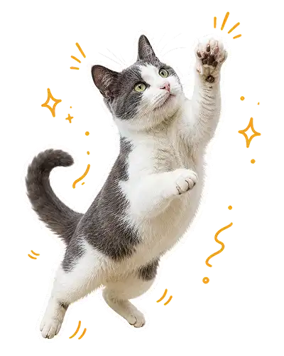 pfh26-petlovers-ldp-sbpet-cat.webp__PID:0f765bd7-3b24-4b3d-b684-acefc9783b56