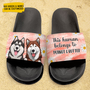 This Human Belongs To - Personalized Slide Sandals, Slippers - Gift For Pet Lovers